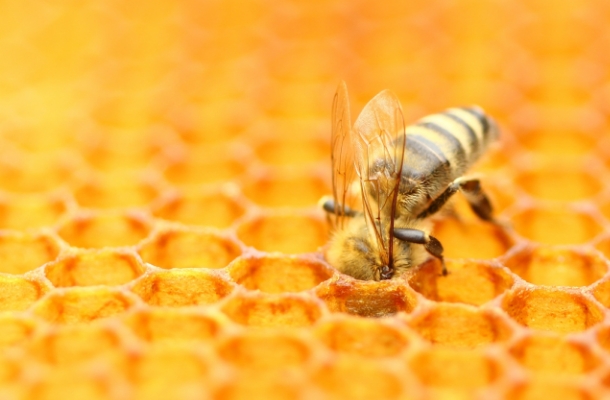 Bees 2 List
